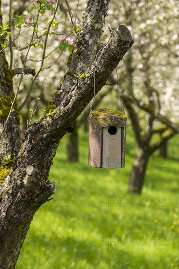 Nesting box for songbirds, meadow orchard, flowering apple trees, Baden, Wuerttemberg, Germany, Europe