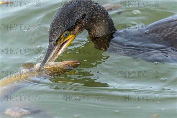 A large eel tries to escape from a large great cormorant (Phalacrocorax carbo)