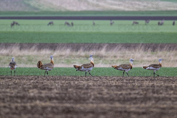 Several great bustards (Otis tarda) in a field, cockerels, Lower Austria, Austria, Europe