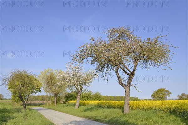 Fruit trees, apple tree (Malus domestica) in bloom next to a flowering rape field (Brassica napus), blue sky, North Rhine-Westphalia, Germany, Europe