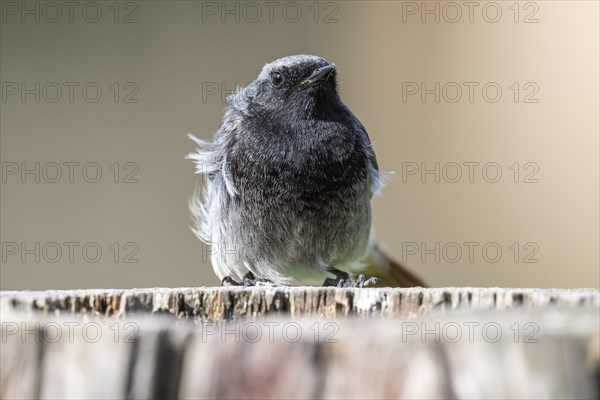 Black redstart (Phoenicurus ochruros), young bird, sitting on a tree trunk, Stuttgart, Baden-Wuerttemberg, Germany, Europe