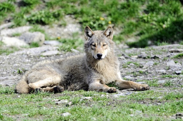 Mackenzie valley wolf (Canis lupus occidentalis), Captive, Germany, Europe, A single wolf lies on the ground and looks watchfully into the distance, Tierpark, Baden-Wuerttemberg, Europe