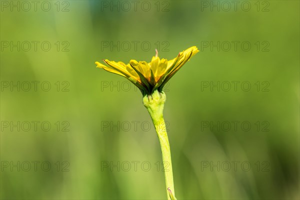Close up at a flowering single (Asteraceae) wildflower on a meadow