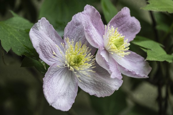 Mountain clematis (clematis montana (Clematis montana Tetrarose), Emsland, Lower Saxony Germany