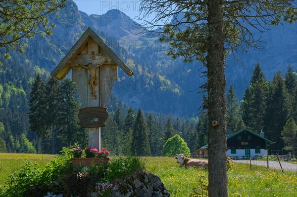 Wayside cross, crucifix, pasture, cow, mountains, alpine pasture, Bavarian Alps, Arzbach, Bavaria, Germany, Europe