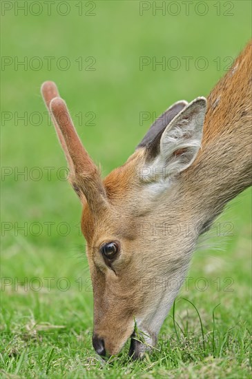 Manchurian sika deer (Cervus nippon hortulorum) with velvet antlers in summer, captive, Germany, Europe