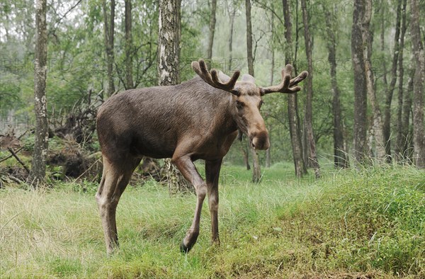 Eurasian elk (Alces alces alces), bull elk, captive, Germany, Europe