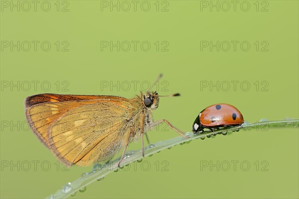 Rusty-coloured butterfly (Ochlodes sylvanus, Augiades sylvanus) and seven-spott ladybird (Coccinella septempunctata), North Rhine-Westphalia, Germany, Europe
