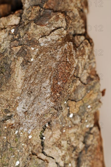 Sallow kitten moth (Furcula furcula), cocoon, North Rhine-Westphalia, Germany, Europe