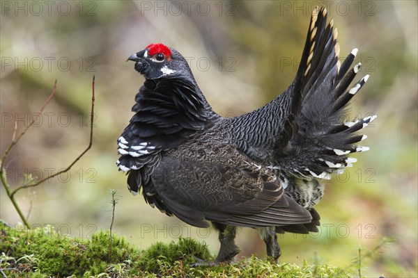Spruce grouse (falcipennis canadensis) standing on a mossy trunk and watching, La Mauricie national park, province of Quebec, Canada, AI generated, North America