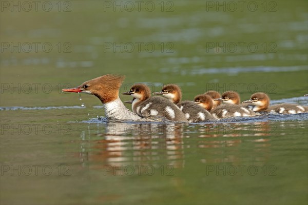Common mergansers (mergus merganser), female swimming and carrying babies on her back, La Mauricie national park, province of Quebec, Canada, AI generated, North America