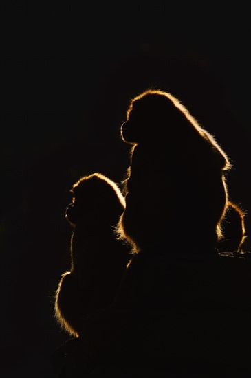 Djelada or gelada baboon (Theropithecus gelada), female in backlight, captive, occurrence in Ethiopia