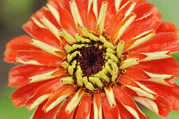 Zinnia (Zinnia elegans, Zinnia violacea), flower, ornamental plant, North Rhine-Westphalia, Germany, Europe