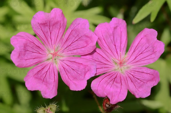 Bloody cranesbill (Geranium sanguineum), flowers, ornamental plant, North Rhine-Westphalia, Germany, Europe