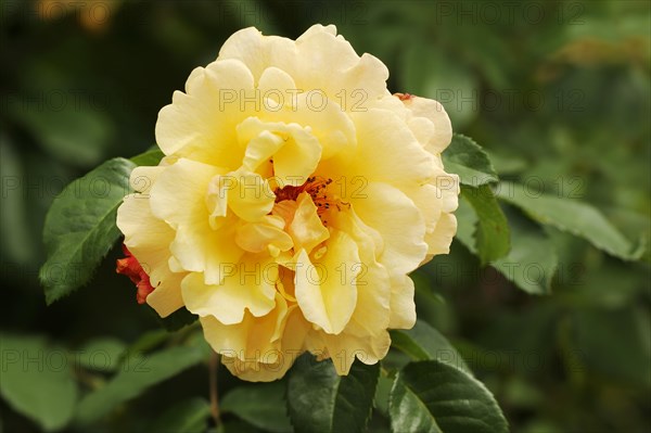 Rose or shrub rose 'Postillion' (Rosa hybrida), flower, ornamental plant, North Rhine-Westphalia, Germany, Europe