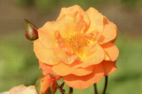 Garden rose or rose 'Westzeit' (Rosa hybrida), flower, ornamental plant, North Rhine-Westphalia, Germany, Europe