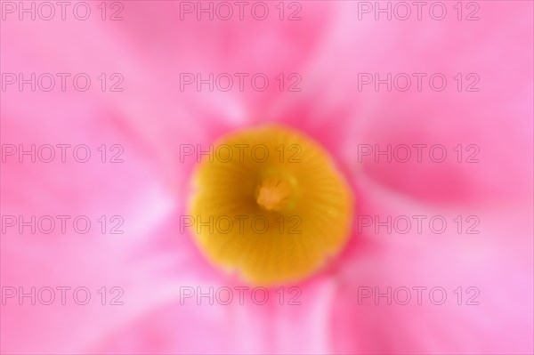 Mandevilla (Dipladenia sanderi, Mandevilla sanderi), detail of flower, ornamental plant, North Rhine-Westphalia, Germany, Europe