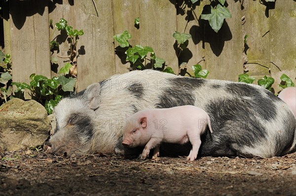 Goettingen minipig (Sus scrofa f. domestica), sow and piglet, North Rhine-Westphalia, Germany, Europe