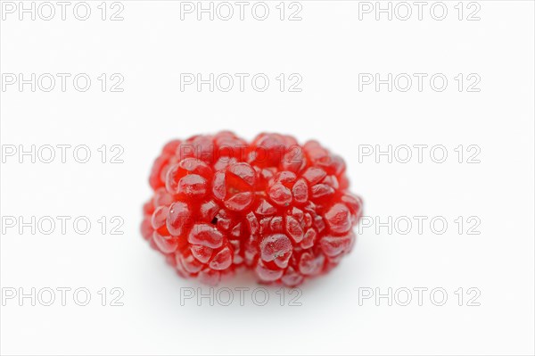 Strawberry spinach (Chenopodium foliosum, Blitum virgatum), fruit on a white background, vegetable and ornamental plant