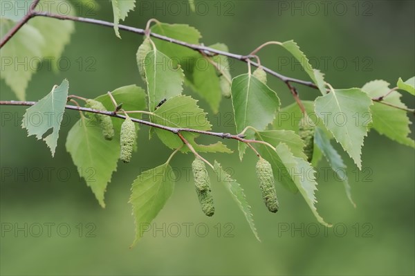 Silver birch (Betula pendula, Betula alba, Betula verrucosa), leaves and fruit clusters, North Rhine-Westphalia, Germany, Europe