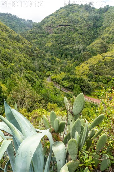 Beautiful view from above of the Laurisilva forest of Los tilos de Moya, Gran Canaria