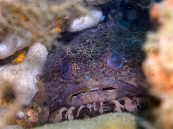 Gulf toadfish (Opsanus beta), dive site Anna's Reef, Destin, Panhandle, Gulf of Mexico, Florida, USA, North America