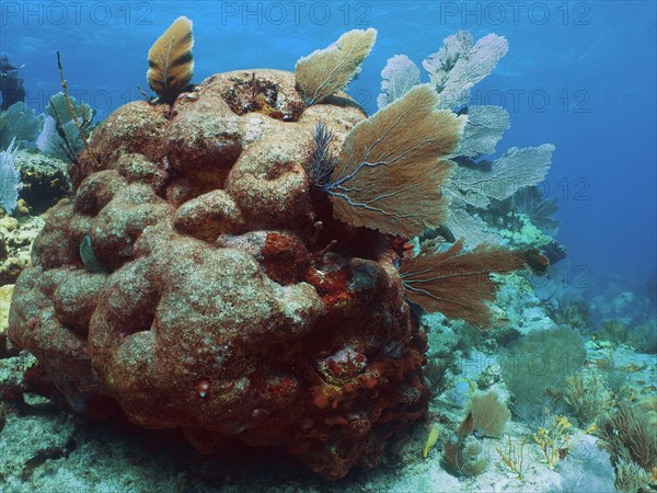 Dead stony coral overgrown with common sea fan (Gorgonia ventalina), dive site John Pennekamp Coral Reef State Park, Key Largo, Florida Keys, Florida, USA, North America