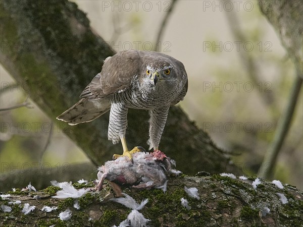 Northern goshawk (Accipiter gentilis) with catch