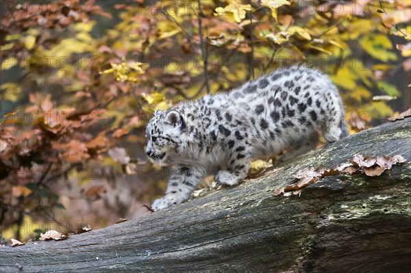 A young snow leopard strides on a tree trunk in an autumnal environment, Snow leopard, (Uncia uncia), young