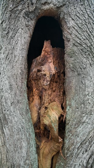 Deadwood structure Cave in deciduous forest, view of cave in the process of formation, important habitat for insects and birds, North Rhine-Westphalia, Germany, Europe