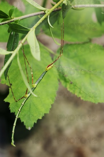 Turquoise stick insect or Peleng stick insect (Myronides sp. Peleng), female, captive, native to Sulawesi