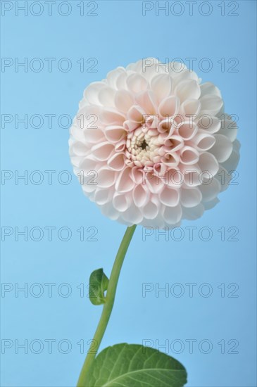 Dahlia pompom on blue background