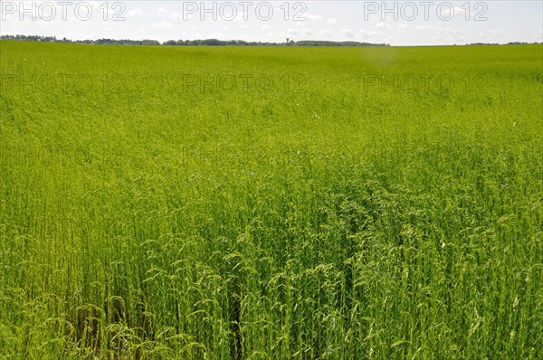 Flax field