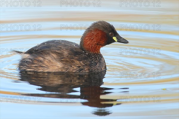 Little grebe (Tachybaptus ruficollis), adult bird in its plumage, on a lake, Stuttgart, Baden-Wuerttemberg, Germany, Europe