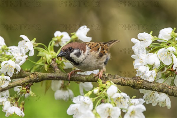 A eurasian tree sparrow (Passer montanus) sitting on a flowering branch in spring, Baden-Wuerttemberg, Germany, Europe