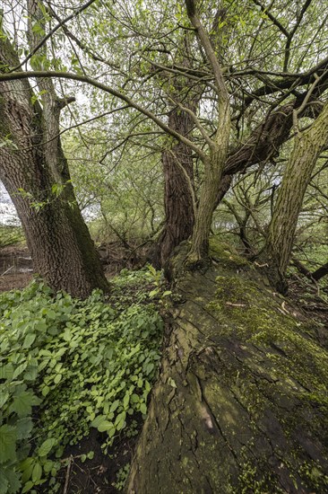 Old willows (Salix alba) in the quarry forest, Emsland, Lower Saxony, Germany, Europe