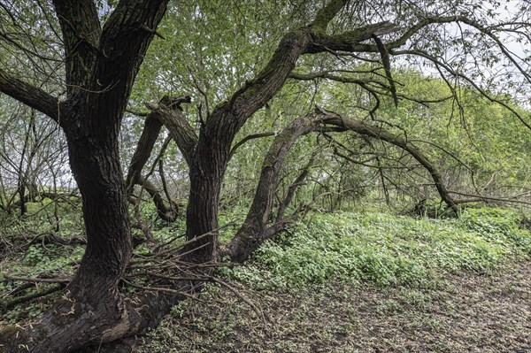 Old willows (Salix alba) in the quarry forest, Emsland, Lower Saxony, Germany, Europe