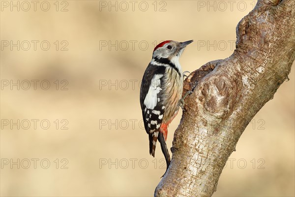 Middle spotted woodpecker (Dendrocopos medius) sitting at a water pot in a tree trunk, Animals, Birds, Woodpeckers, Wilnsdorf, North Rhine-Westphalia, Germany, Europe