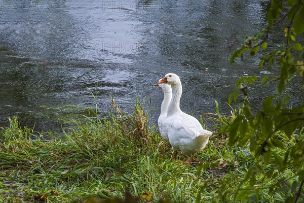 Pair of geese at the edge of a body of water, on the banks of the Danube near Berg, Ehingen, Baden-Wuerttemberg, Germany, Europe