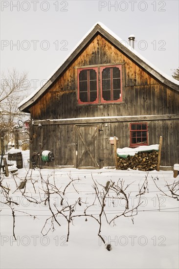 Vitis labrusca, Grapevine plantation and old wooden rustic barn with red trimmed windows in backyard garden in winter, Quebec, Canada, North America