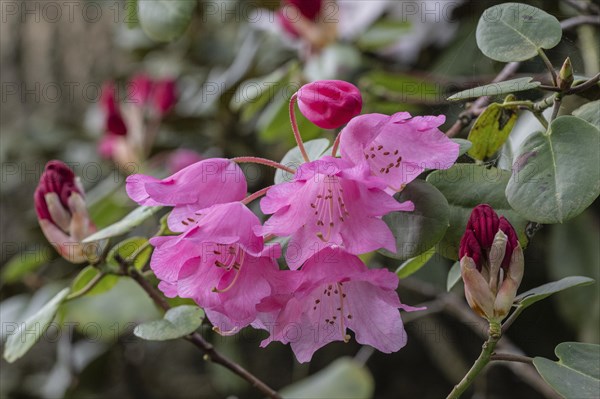 Rhododendron flower (Rhododendron orbiculare), Emsland, Lower Saxony, Germany, Europe