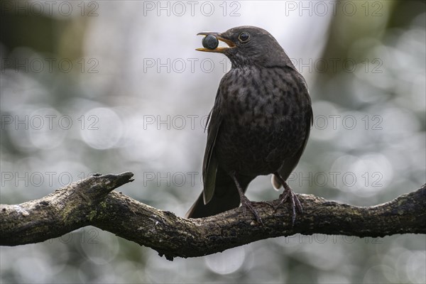 Blackbird (Turdus merula) with sloe berry in its beak, Emsland, Lower Saxony, Germany, Europe