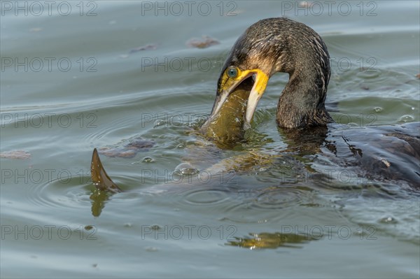 A large eel tries to escape from a large great cormorant (Phalacrocorax carbo)