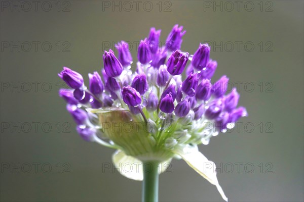 Ornamental leek (Alium), water droplets, spring, Germany, Europe