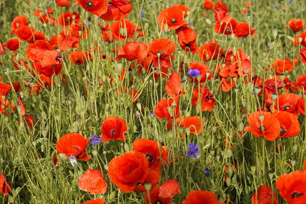 Poppy flowers (Papaver rhoeas), Baden-Wuerttemberg, Dense poppy field with some blue accents among the flowers, poppy flowers (Papaver rhoeas), Baden-Wuerttemberg, Germany, Europe