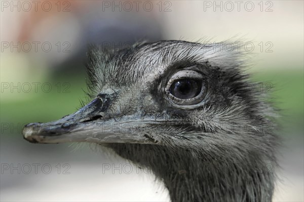 Emu (Dromaius novaehollandiae), in the zoo, Bavaria, portrait of an emu, captive, close-up of an ostrich head with focus on the eye, zoo, Bavaria, Germany, Europe