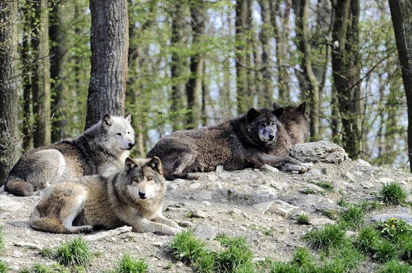 Mackenzie valley wolf (Canis lupus occidentalis), Captive, Germany, Europe, Three wolves resting relaxed in a forest clearing, zoo, Baden-Wuerttemberg, Europe