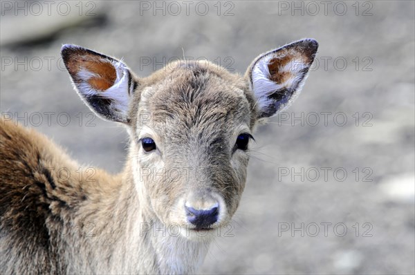 European roe deer (Capreolus capreolus), Captive, A young deer looks innocently and curiously into the camera, Tierpark, Baden-Wuerttemberg, Germany, Europe
