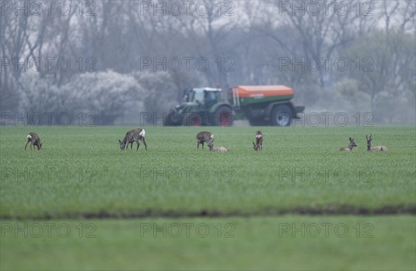 European roe deers (Capreolus capreolus) with winter fur standing and lying on a grain field, tractor with fertiliser spreader behind, Thuringia, Germany, Europe