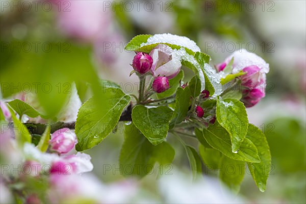 Apple blossom with snow, apple tree (Malus), pome fruit tree (Pyrinae), meadow orchard, spring, Goeggingen, Krauchenwies, Upper Danube nature park Park, Baden-Wuerttemberg, Germany, Europe